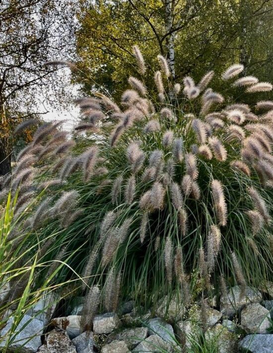 Lapsastu spalvzāle Pennisetum alopecuroides 'Lady U'